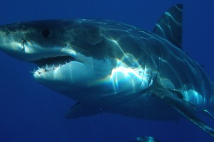 White Shark Africa